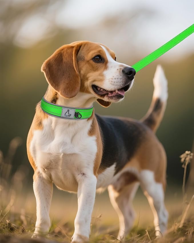 Joytale Dog Collar for Medium Dogs, Neoprene Padded and Adjustable, Reflective Wide Heavy Duty Pet Collars with Durable Metal Belt Buckle for Walking, Green, M