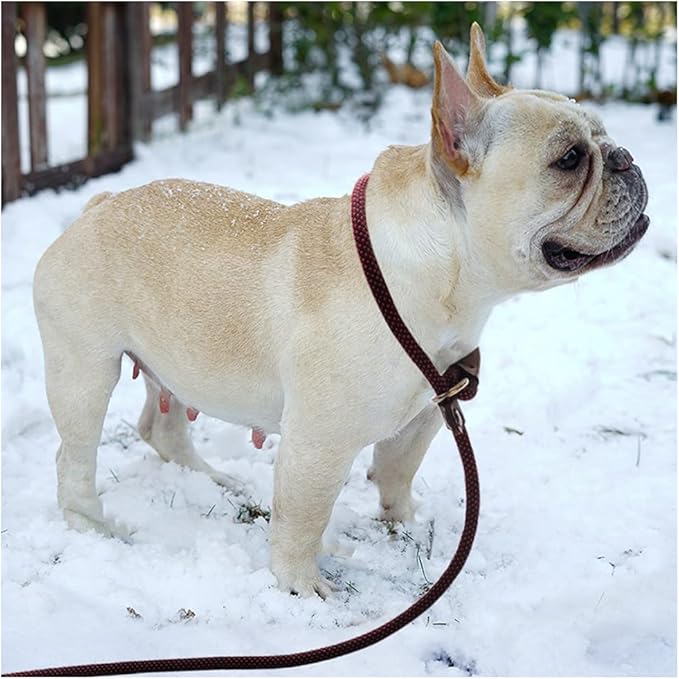 BTINESFUL 7FT Slip Lead Dog Leash, Strong Nylon Rope Leash, 1/4" No Pull Dog Training Lead for Small Medium Dogs
