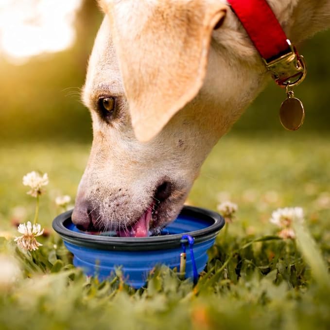 Cutie's PetBox Collapsible Travel Water & Food Bowl for Dogs and Cats, Small Size 12oz