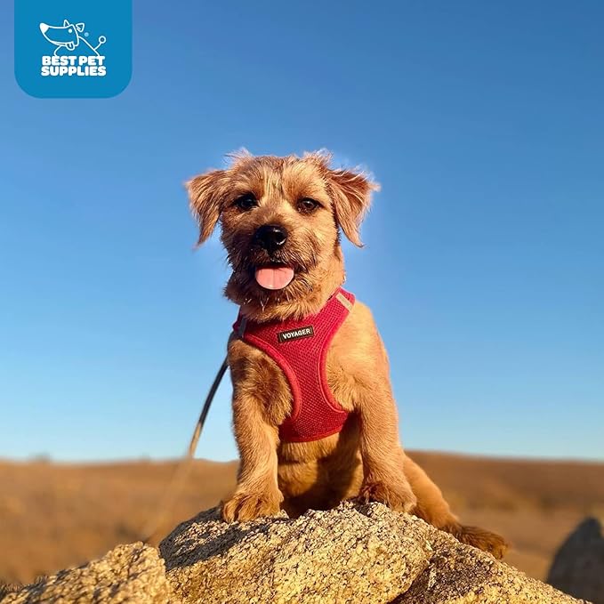 Best Pet Supplies Voyager Step-in Air Harness - All Weather Mesh, Reflective, No Pull Harness for Dogs, Cats - Secure with Hook & Loop Fastener, Buckle, Double D-Rings - Red, L