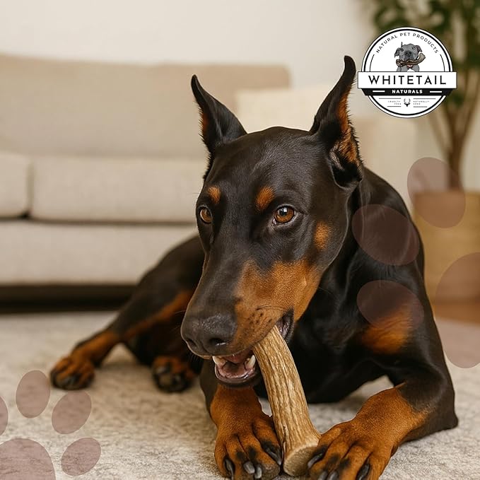 WhiteTail Naturals - Deer Antlers for X-Large Dogs (2 Pack- Jumbo XXL) All Natural Antler Dog Chew - Naturally Shed, Long Lasting Chew Bone for Big Agressive Chewers