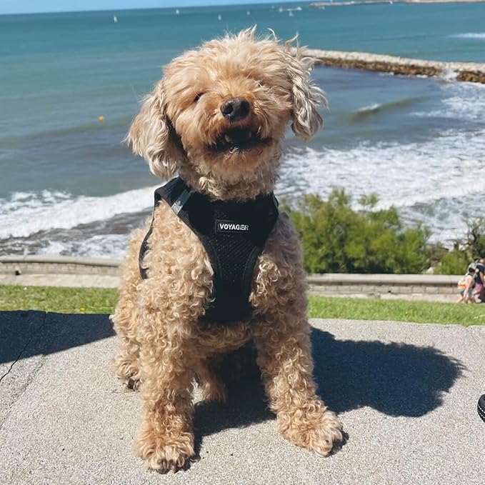 Best Pet Supplies - All Weather Mesh / Plush, Reflective, No Pull Harness for Small, Medium Dogs, Cats - Secure with Hook & Loop Fastener, Buckle, Double D-Rings - Black/Black Trim, M