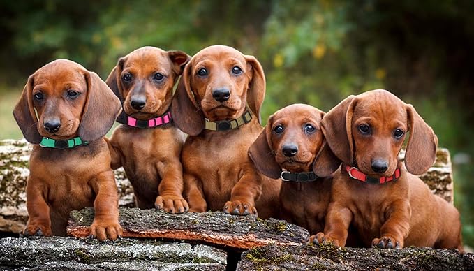 20 Pack Puppy Collars for Small Puppies Litter Safety Buckle Soft Nylon Whelping Collars Newborn Puppy Collars for Litter Puppies Collars(S)