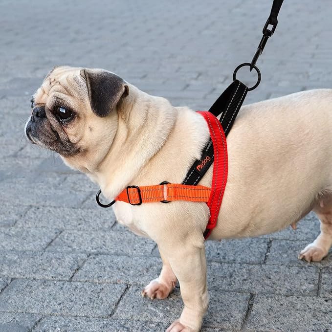 Didog No Pull Dog Harness with Soft Padded Handle, Quick Fit & Lightweight Adjustable Vest Harness, Easy for Training Walking for Small & Medium and Large Dogs(Blue,L)