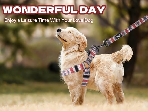 QQPETS Dog Harness Leash Set Adjustable Heavy Duty No Pull Halter Harnesses for Small Medium Large Breed Dogs Back Clip Anti-Twist Perfect for Walking