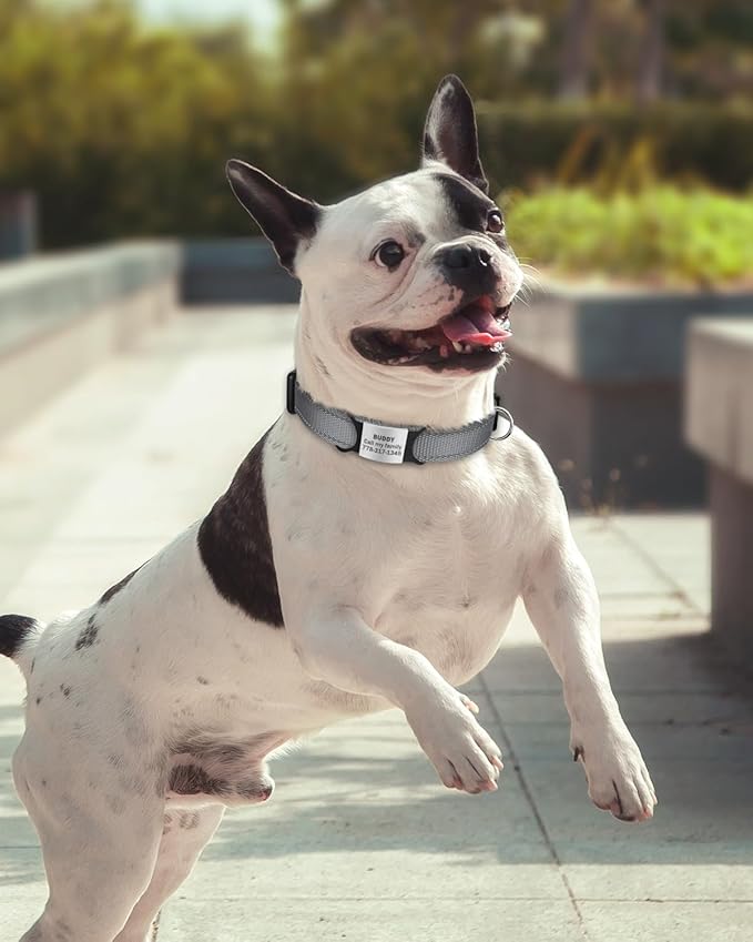 TagME Reflective Nylon Dog Collars, Adjustable Classic Pet Collar with Quick Release Buckle for Small Dogs, Grey, 3/4" Width
