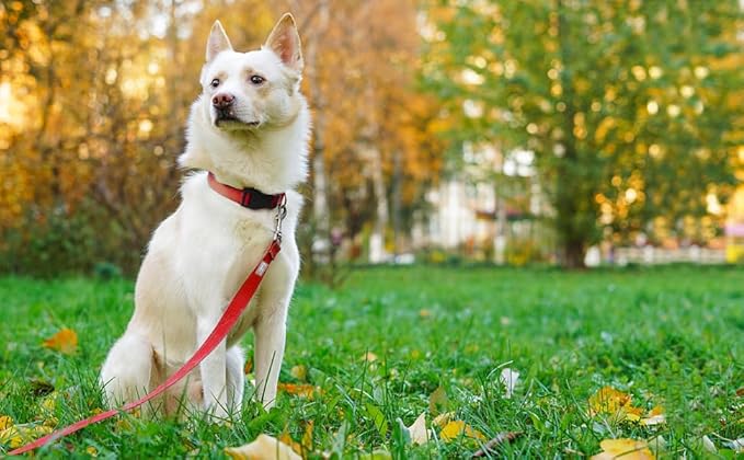 Basic Dog Leashes 6 FT Padded Handle Nylon Dogs Leashes for Large Dogs Red