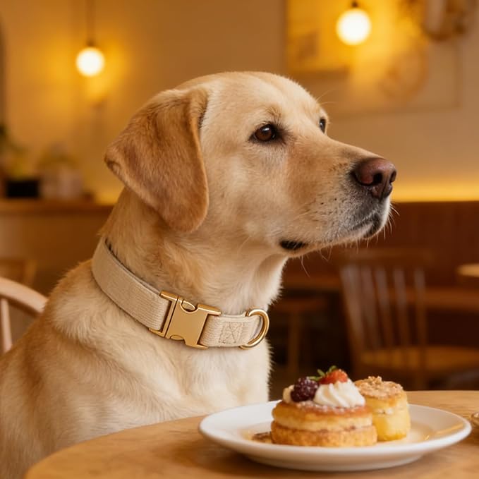 Soft Corduroy Fibric Dog Collar with High Grade Metal Buckle, for Small Dogs.(White,Small:10-15")