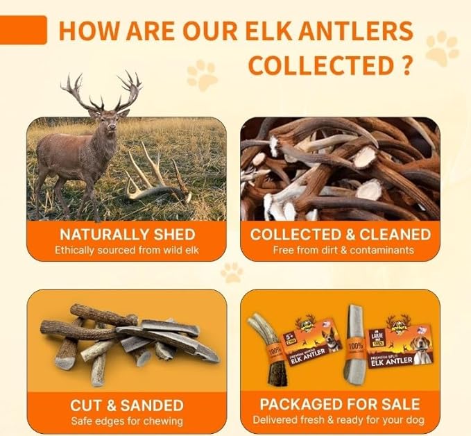 Tibetan Dog Chew Antler