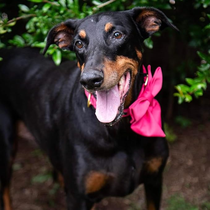 Maca Bates Hot Pink Dog Collar with Cute Rose Red Solid Sailor Bow Tie,Extra Small Girl Boy Dogs,Girly Adjustbale Durable Breakaway Soft Collars with Bowtie for Female Male Puppy,Pet with Metal Buckle