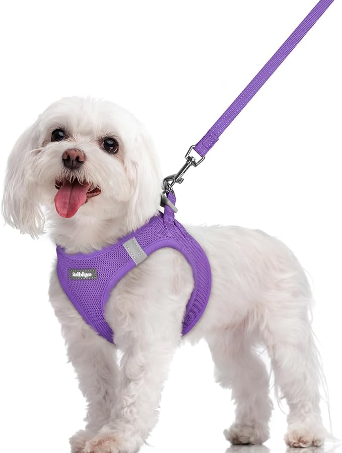 rabbitgoo Dog Harness Small Sized and Leash Set, Step in Soft Light Puppy Vest, Breathable Mesh Pet Harness, Reflective for Safe Outdoor Walking, Purple M