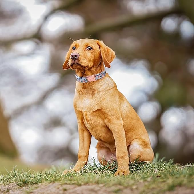 Unique Style Paws Metal Buckle Rose Collar - Durable & Cute for Small to Large Dogs