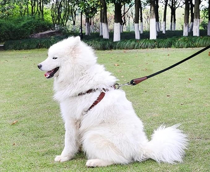 MayPaw 4/6 /8/10 FT Dog Leash, Classic Solid Colors, Strong Nylon Rope Dog Leash Reinforced with Leather Tailor Connection Heavy Duty Silver Clasp (Black, 8ft*1/2")
