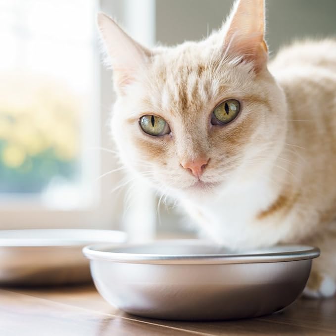 Stainless Steel Cat Bowl for Food & Water by Americat – Made in USA – Dishwasher Safe, Human Grade, Whisker Friendly Dish (1 Bowl)