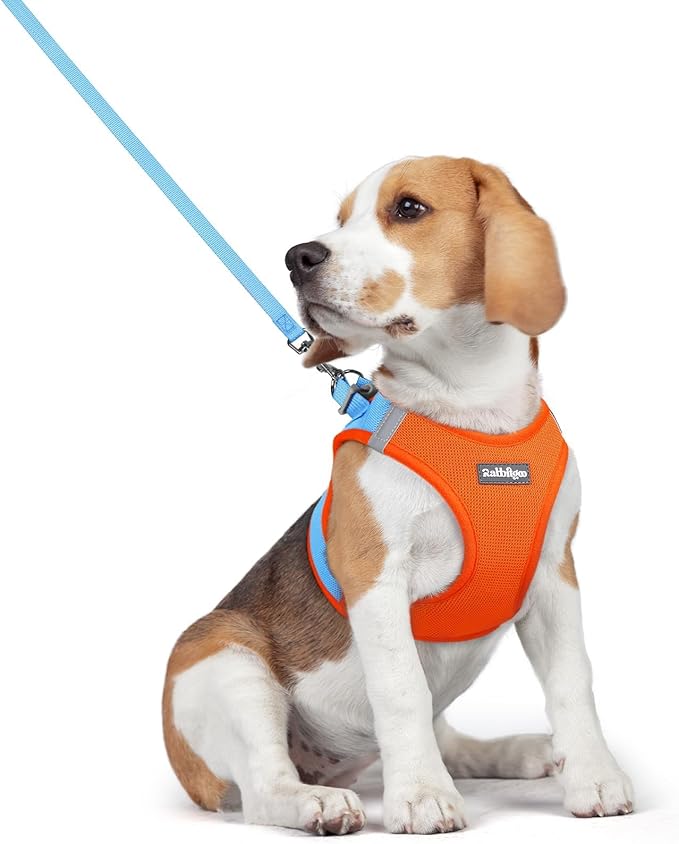 rabbitgoo Dog Harness Small Medium Sized and Leash Set, Step in Soft Light Puppy Vest, Breathable Mesh Pet Harness, Reflective for Safe Easy Walking, Blue & Orange L