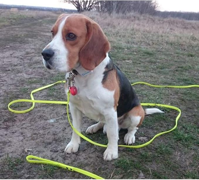 Long Dog Leash Waterproof Recall Training Lead Outdoor Long Line Great for Training, Beach, Play, Camping, or Backyard