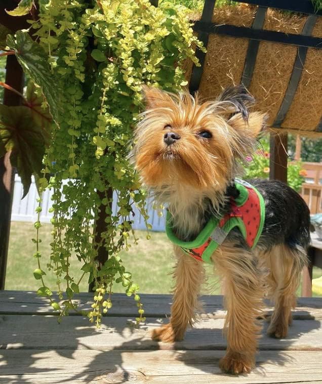 EcoBark Step in Dog Harness - Teacup Dog Harnesses for XXS, XS, and Small Dogs - Soft No Pull Mini Body Halter - Puppy to Senior Dogs - Toy Breed Dog Harness Vest Under 5 pounds lbs (Watermelon, XXXS)