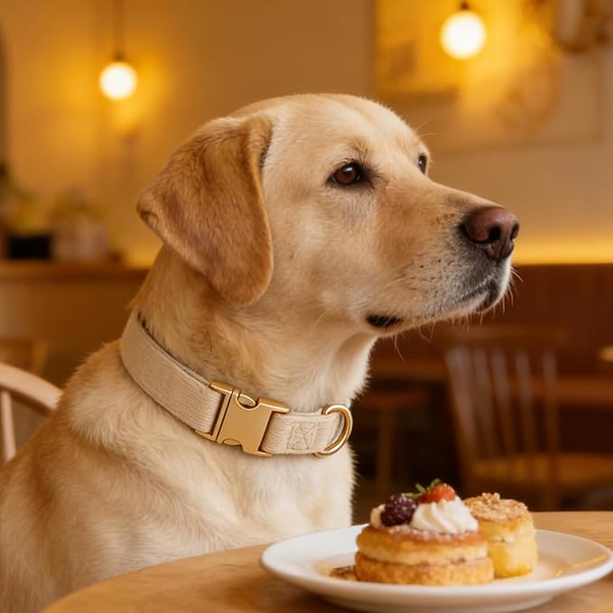 Soft Corduroy Fibric Dog Collar with High Grade Metal Buckle, for Large Dogs.(White,Large:17-26")