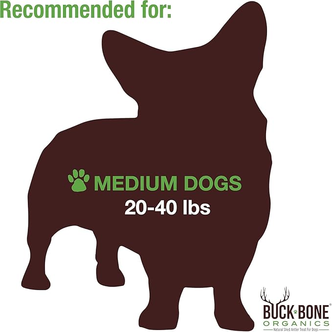 Buck Bone Organics Dog Chews, Moose Antlers for Dogs, Long Lasting Dog Bones for Aggressive Chewers, All Natural, No Preservatives, Wild Shed in The USA (Medium)