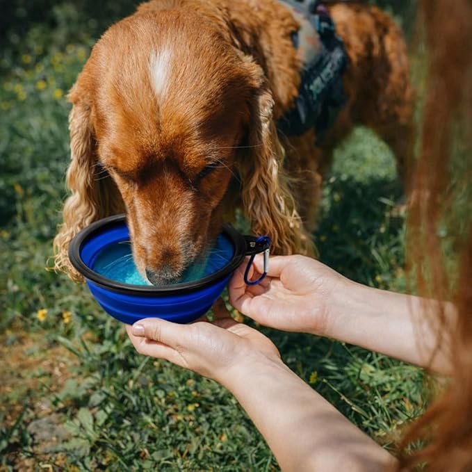 Cutie's PetBox Collapsible Travel Water & Food Bowl for Dogs and Cats, Large Size 32oz