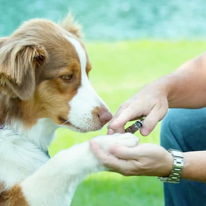 Coastal Pet - Safari Guillotine Dog Nail Trimmer - Double-Bladed Guillotine Style Dog Nail Trimmers - Owner-Friendly Vinyl Grip - for Medium to Large Dogs - Large (5" L x 3" W)