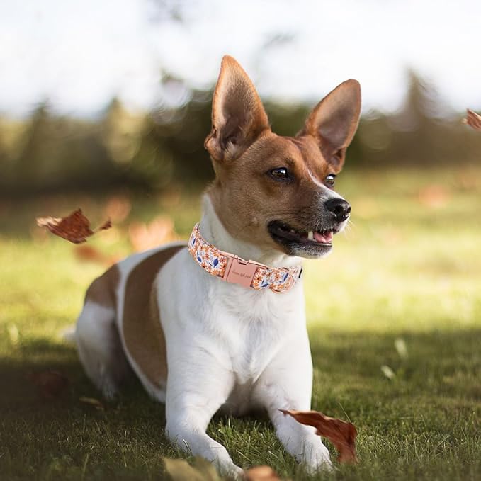 Unique style paws Dog Collar Metal Buckle Collar for Autumn Winter Christmas for Small Medium Large Boys Girls Dogs