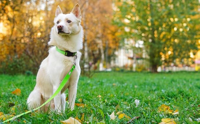 Basic Dog Leashes 6 FT Padded Handle Nylon Dogs Leashes for Large Dogs Green