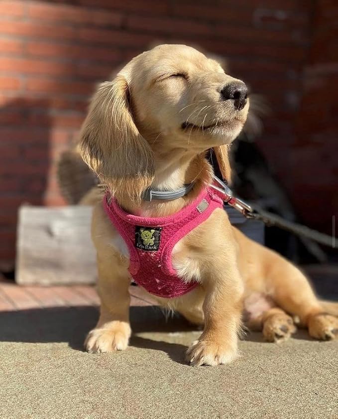 EcoBark Pink XXXS Dog Harness, Soft Mesh No Pull Mini Body Halter for Toy Breeds up to 10in, Escape Proof, Recycled Straps, Adjustable, Teacup Dog Harness Vest Under 5lbs