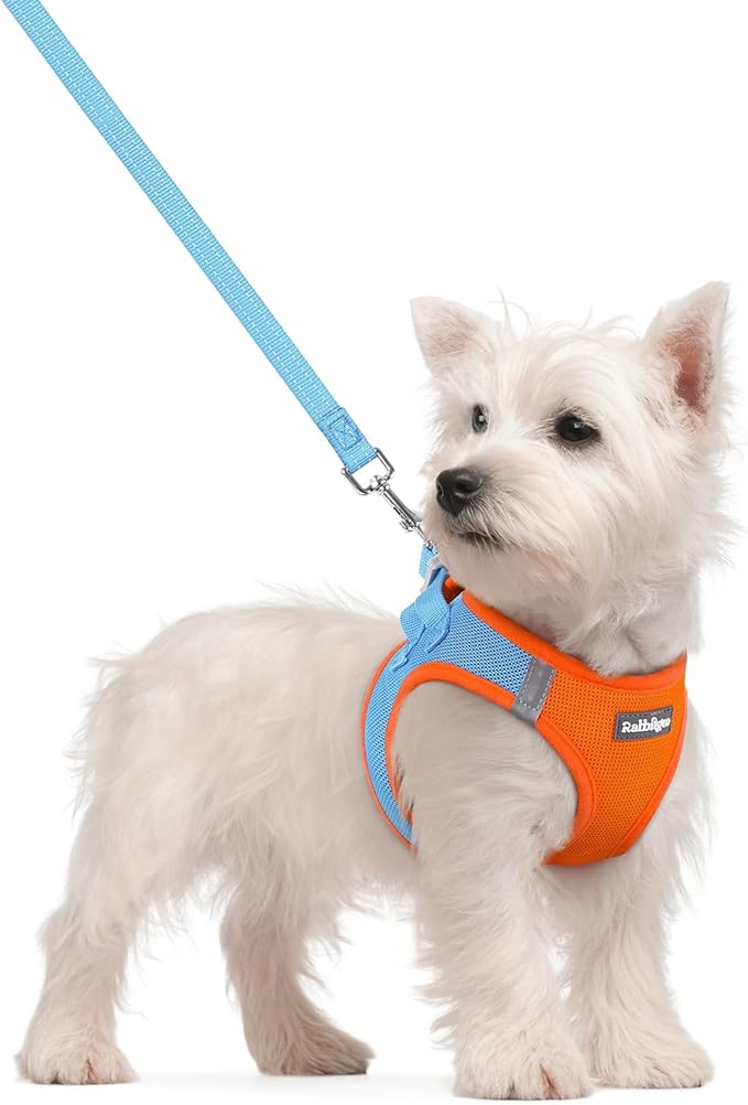 rabbitgoo Dog Harness Small Sized and Leash Set, Step in Soft Light Puppy Vest, Breathable Mesh Pet Harness, Reflective for Safe Easy Walking, Blue & Orange S