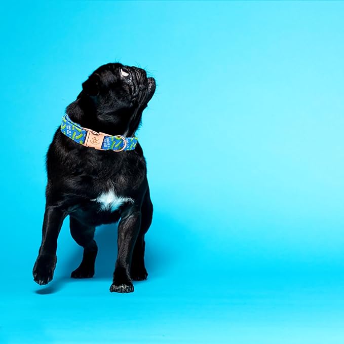 Elegant little tail Dog Collar, Blue Bear Pattern Pet Collar Durable Cute Dog Collars Male or Female Pet Gift Adjustable Dog Collar for X-Small Dogs