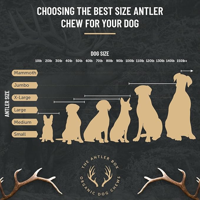 The Antler Box Premium Elk Antler Dog Chews (1 Pound Box) (Large (3 Pieces) Whole Only)
