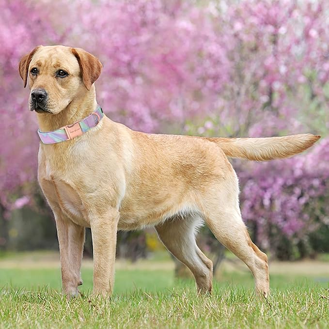Unique style paws Dog Collar Metal Buckle Purple Blending Collar Gift Durable Cute Collar for Small Medium Large Boys Girls Dogs
