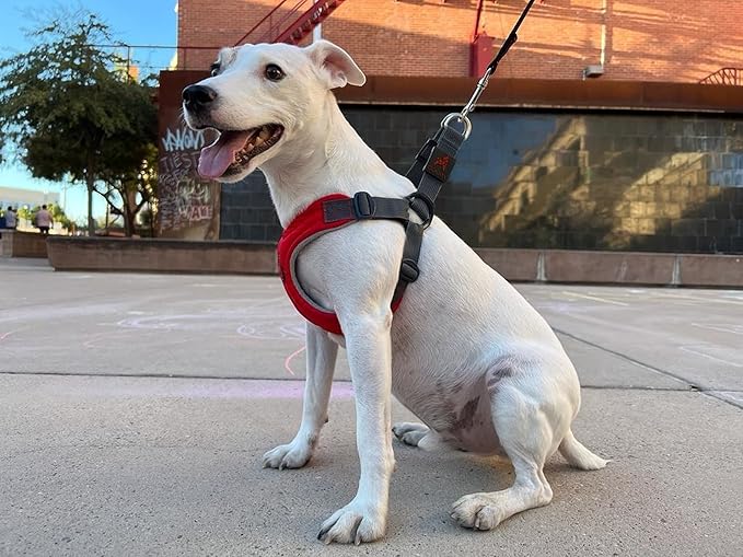 Gooby Escape Free Memory Foam Harness - Red, Small - No Pull Step-in Dog Harness with Four Point Adjustment for Small to Medium Dogs