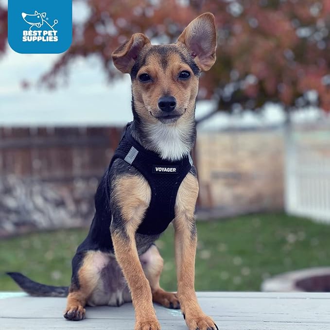 Best Pet Supplies Voyager Step-in Air Harness - All Weather Mesh, Reflective, No Pull Harness for Dogs, Cats - Secure with Hook & Loop Fastener, Buckle, Double D-Rings - Black, M