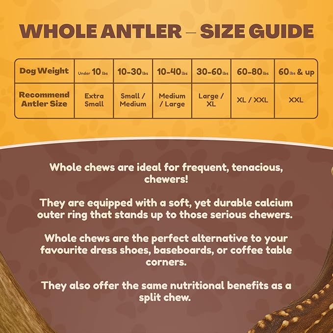 WhiteTail Naturals - Antlers for Extra Small Dogs (6 Pack) Deer Antler Dog Chew Bones for Extra Small Aggressive Chewers - Long Lasting Horn Chew Toys - Naturally Shed