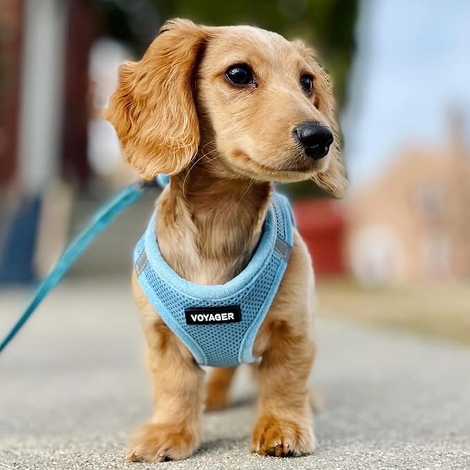 Best Pet Supplies Voyager Step-in Air Harness - All Weather Mesh, Reflective, No Pull Harness for Dogs, Cats - Secure with Hook & Loop Fastener, Buckle, Double D-Rings - Baby Blue, S