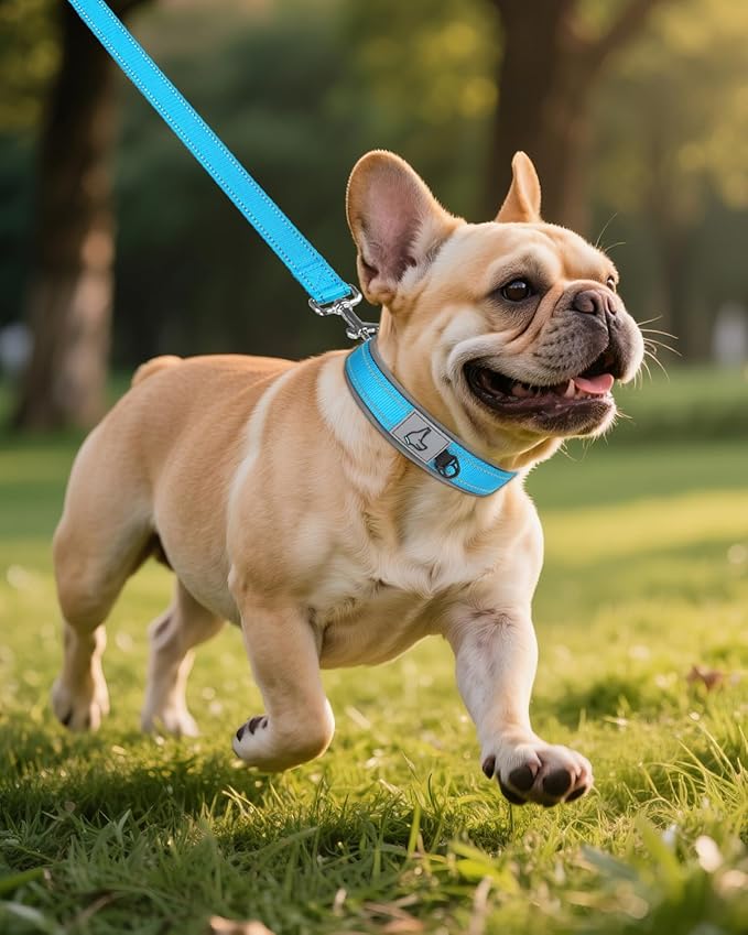 Joytale Dog Collar for Small Dogs, Neoprene Padded and Adjustable, Reflective Wide Heavy Duty Pet Collars with Durable Metal Belt Buckle for Walking, Sky Blue, S