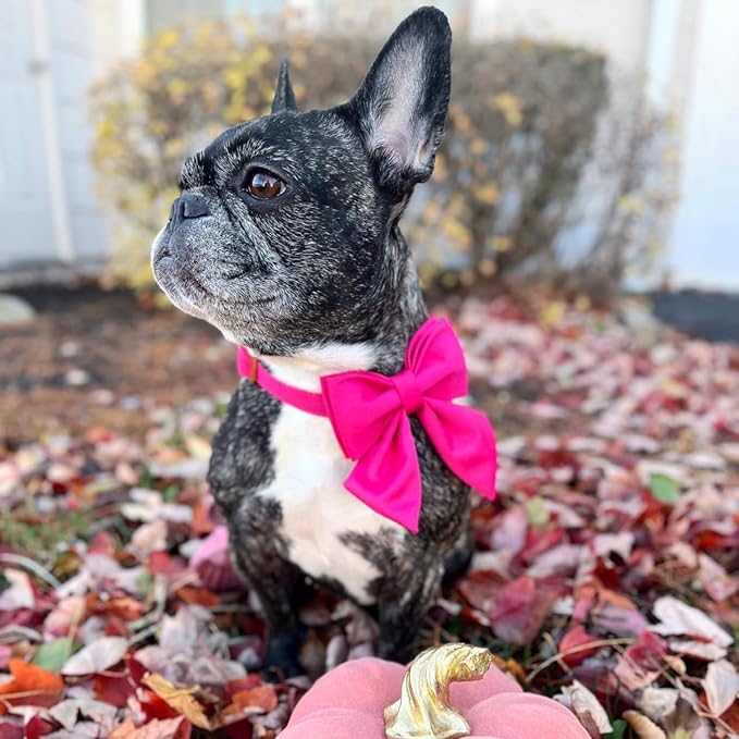 Maca Bates Hot Pink Dog Collar with Cute Rose Red Solid Sailor Bow Tie,Extra Large Girl Boy Dogs,Girly Adjustbale Durable Breakaway Soft Collars with Bowtie for Female Male Puppy,Pet with Metal Buckle