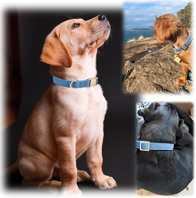 Soft Corduroy Fibric Dog Collar with High Grade Metal Buckle, for Small Dogs.(Blue,Small:10-15")