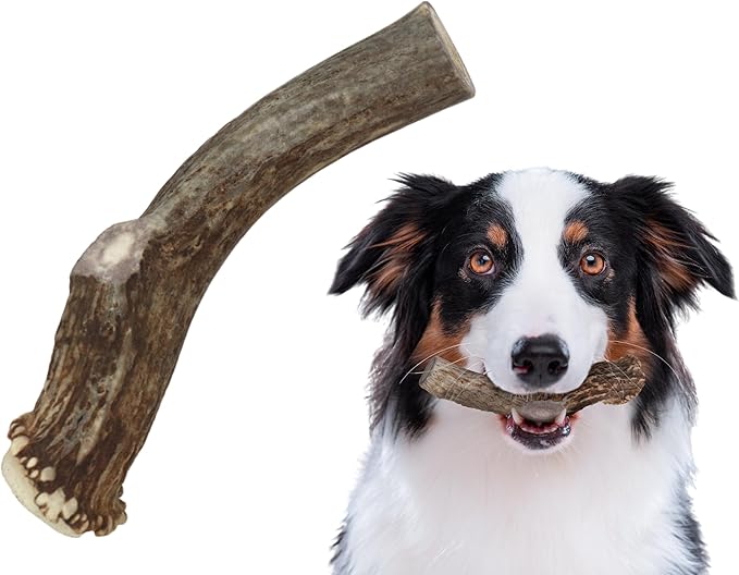 Premium White Tail Deer Antler Dog Chews, 100% All Natural, Naturally Shed Antlers, Select Cut to Size, Sanded Smooth, Dog Bones (1 Pack) (Large)