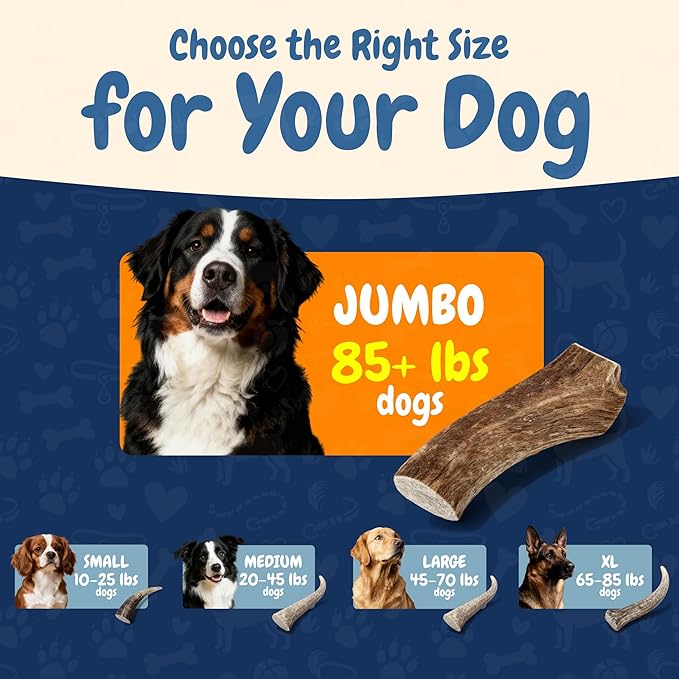 K9warehouse Natural Split Elk Antlers for Dogs - Premium Grade Dog Antler Chews - Long-Lasting Deer Antles Ideal for Aggressive Chewers - Safe USA Sourced Chew for Medium and Large Dogs - 1 Pack
