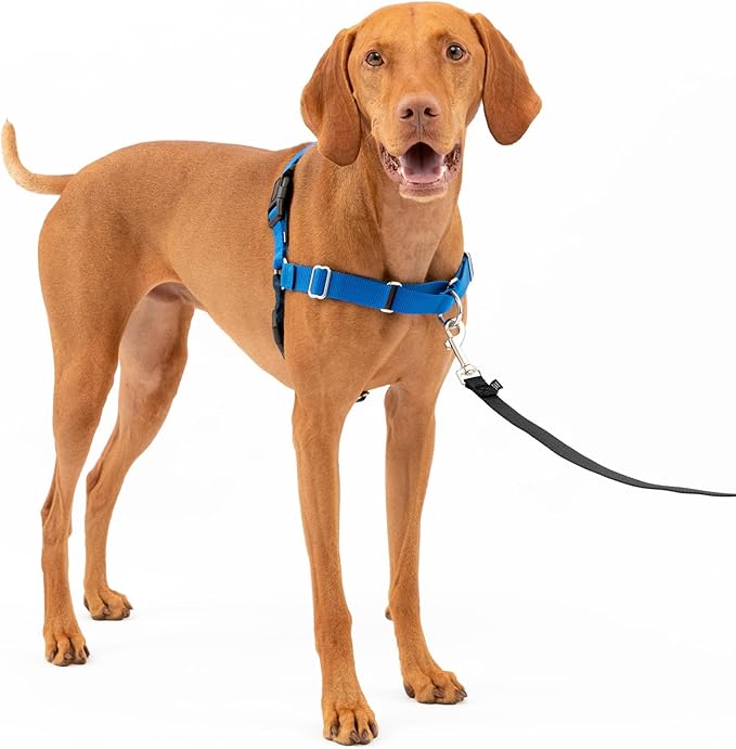 PetSafe Easy Walk No-Pull Dog Harness - The Ultimate Harness to Help Stop Pulling - Take Control & Teach Better Leash Manners - Helps Prevent Pets Pulling on Walks, Medium, Royal Blue/Navy Blue