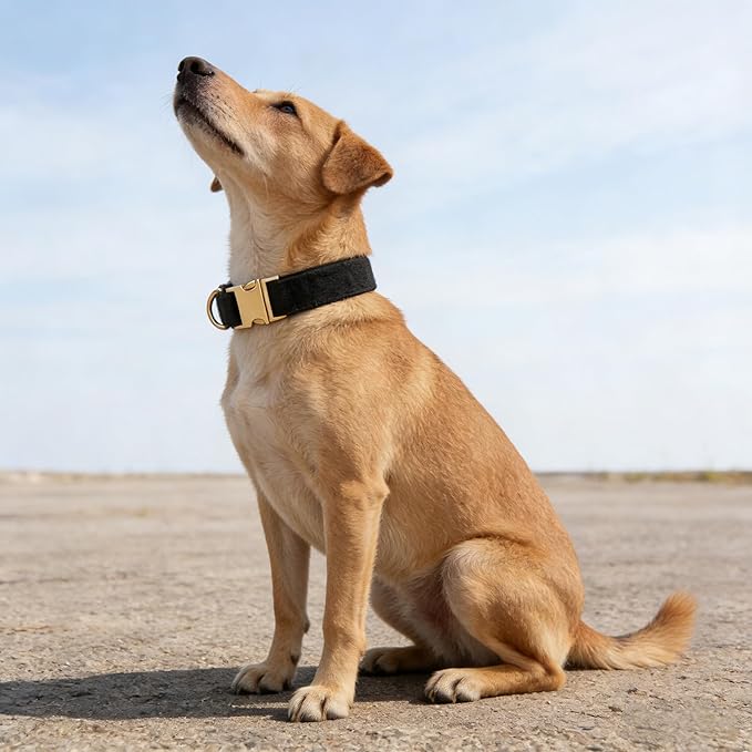 Soft Corduroy Fibric Dog Collar with High Grade Metal Buckle, for Medium Dogs(Black,Medium:12-19")