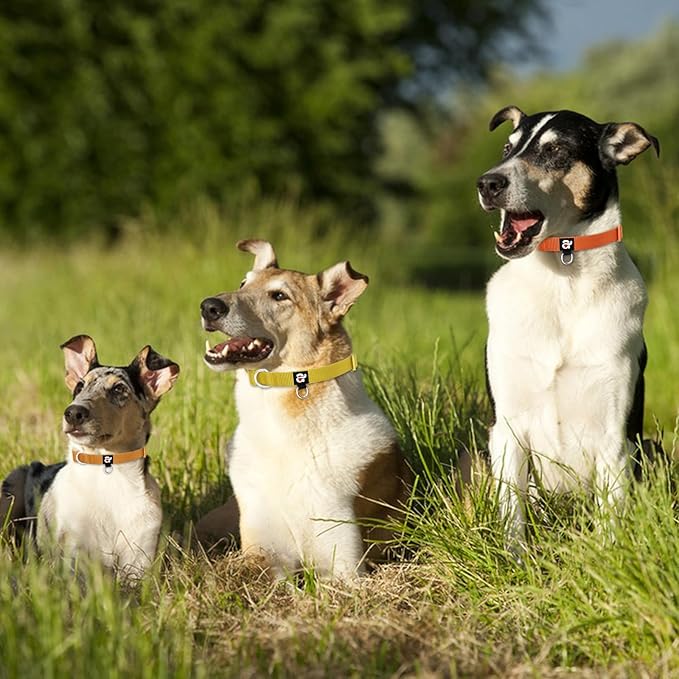 azuza 3 Pack Fall Dog Collars Comfortable and Adjustable Nylon Dog Collars for Large Dogs, L (18-26inch)， Ginger Yellow, Rust Orange and Latte Brown