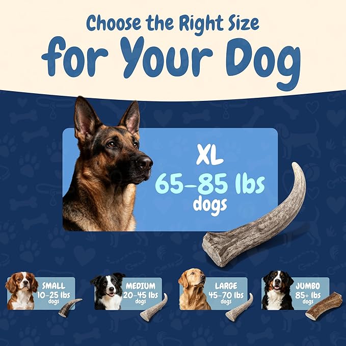 K9warehouse Natural Elk Antlers for Dogs - Premium Grade Dog Antler Chews - Long-Lasting Whole Deer Antles Ideal for Aggressive Chewers - Safe USA Sourced Chew for Medium and Large Dogs - 1 Pack