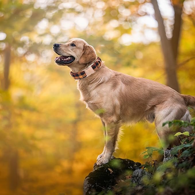 Elegant little tail Fall Dog Collar, Autumn Pet Collar Durable Yellow Plaid Dog Collars Male or Female Holiday Pet Gift Adjustable Dog Collar for Medium Dogs
