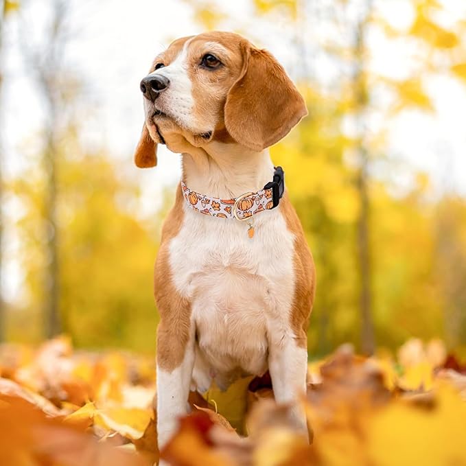Faygarsle Orange Dog Collar with Pumpkin Leaf Patterns Cute Puppy Collar for Fall Autumn Seasons Dog Collar for Small Medium Large Dogs Stylish Dog Necklace for Male Female Boy Girl Dogs M