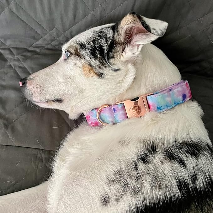 Elegant little tail Dog Collar, Colorful Pattern Pet Collar Durable Cute Dog Collars Fashion Male Female Pet Gift Adjustable Dog Collar for Large Dogs