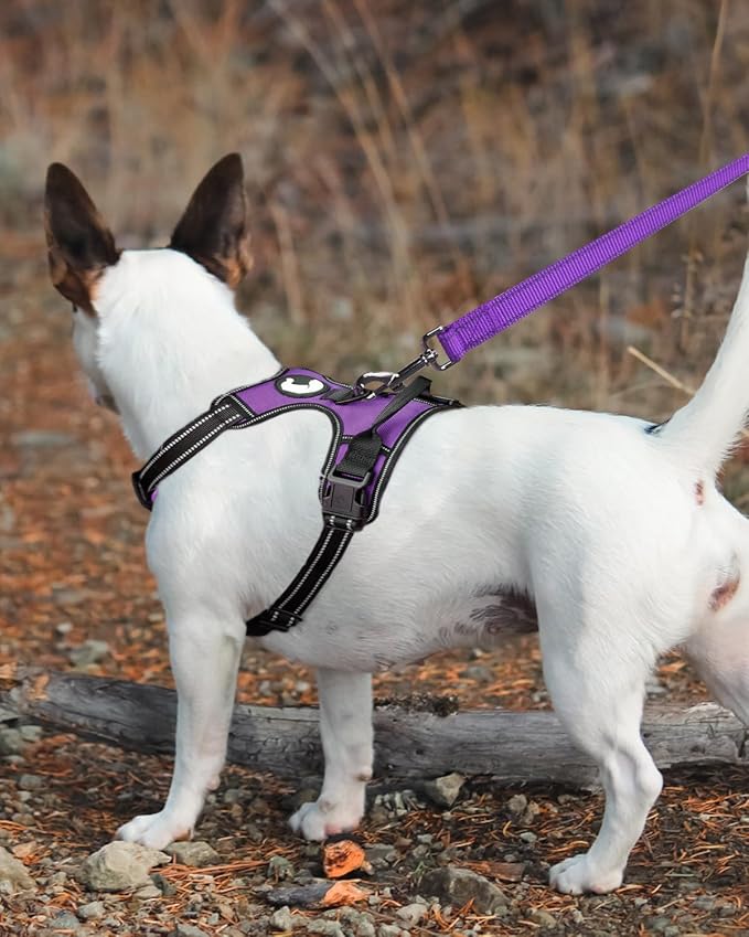 Joytale Dog Leash Heavy Duty for Small Medium Dogs, 6 FT Reflective Nylon Pet Walking Lead with Soft Padded Handle, Durable & Tangle Free for Training, Running & Safety Control, Purple