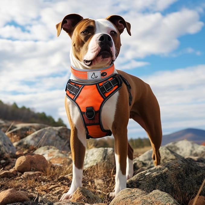 Joytale Dog Collar for Medium Dogs, Neoprene Padded and Adjustable, Reflective Wide Heavy Duty Pet Collars with Durable Metal Belt Buckle for Walking, Orange, M